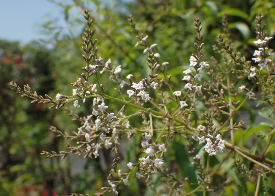 Алоизия трёхлистная Вербена лимонная
