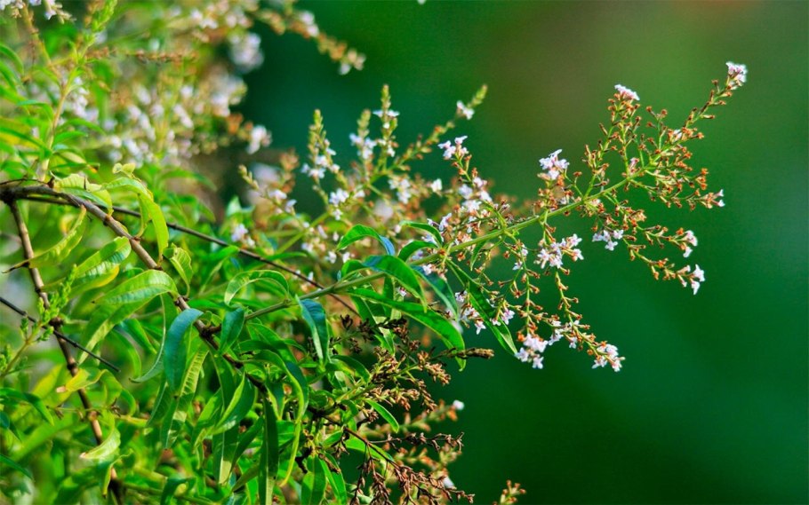 Алоизия цитрадора