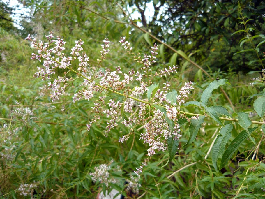 Вербена яванская-Lippia javanica