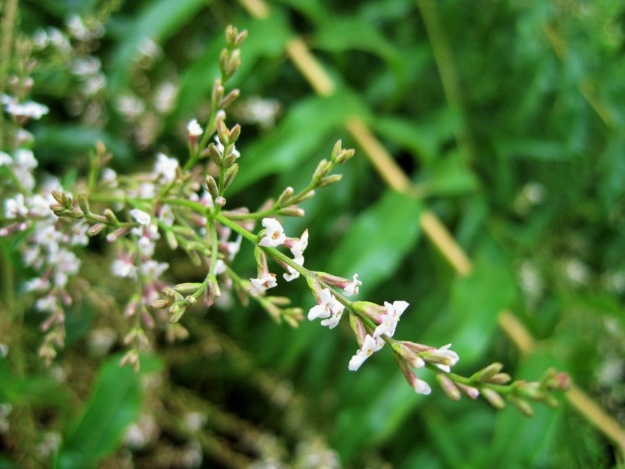 Aloysia triphylla