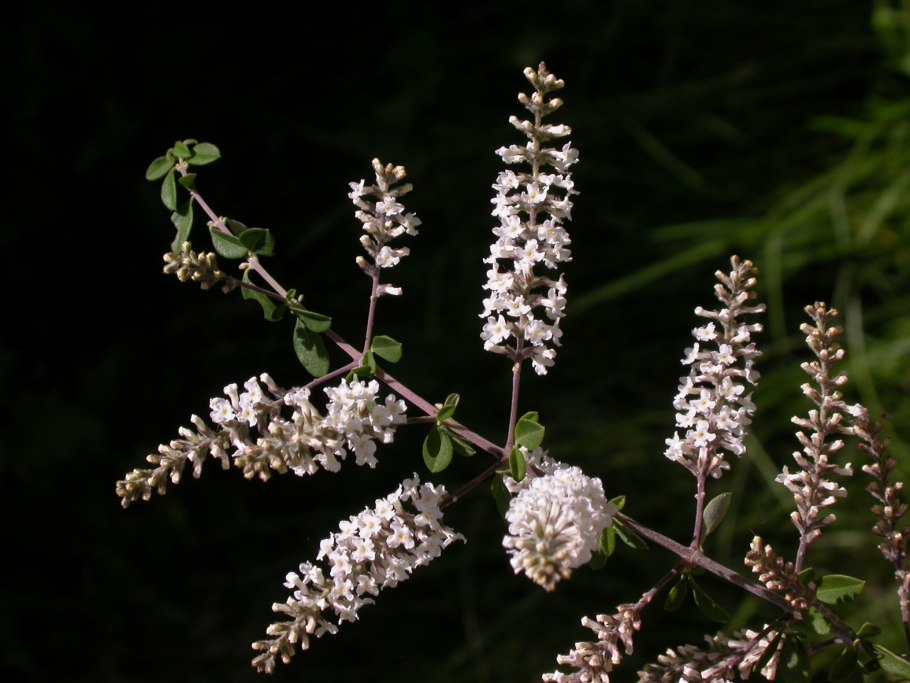 Алоизия трёхлистная