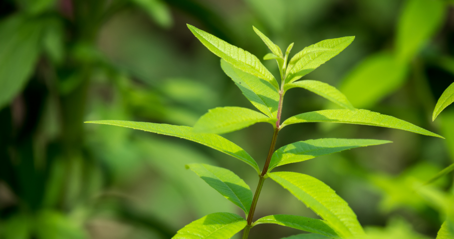 Алоизия трехлистная или Вербена лимонная