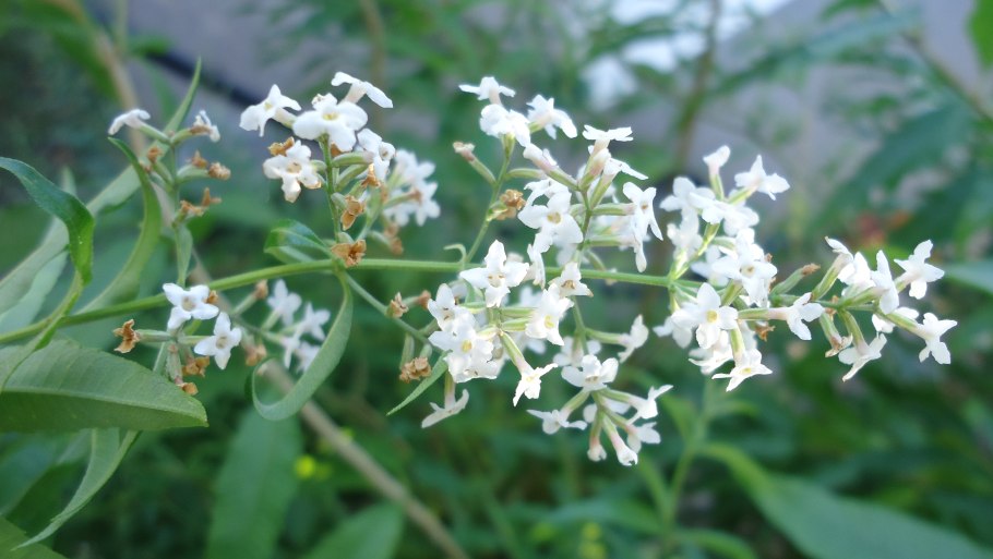Aloysia citriodora