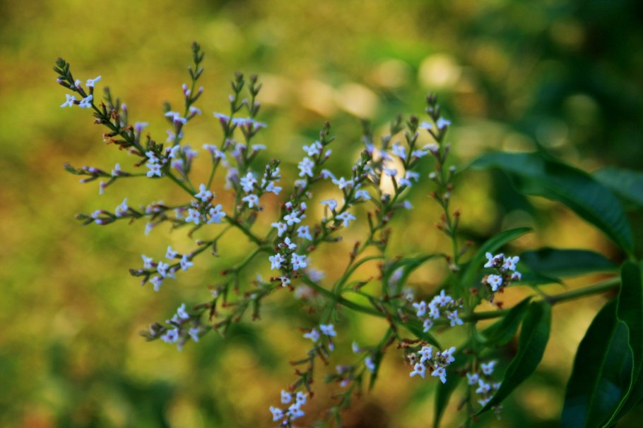 Алоизия трёхлистная
