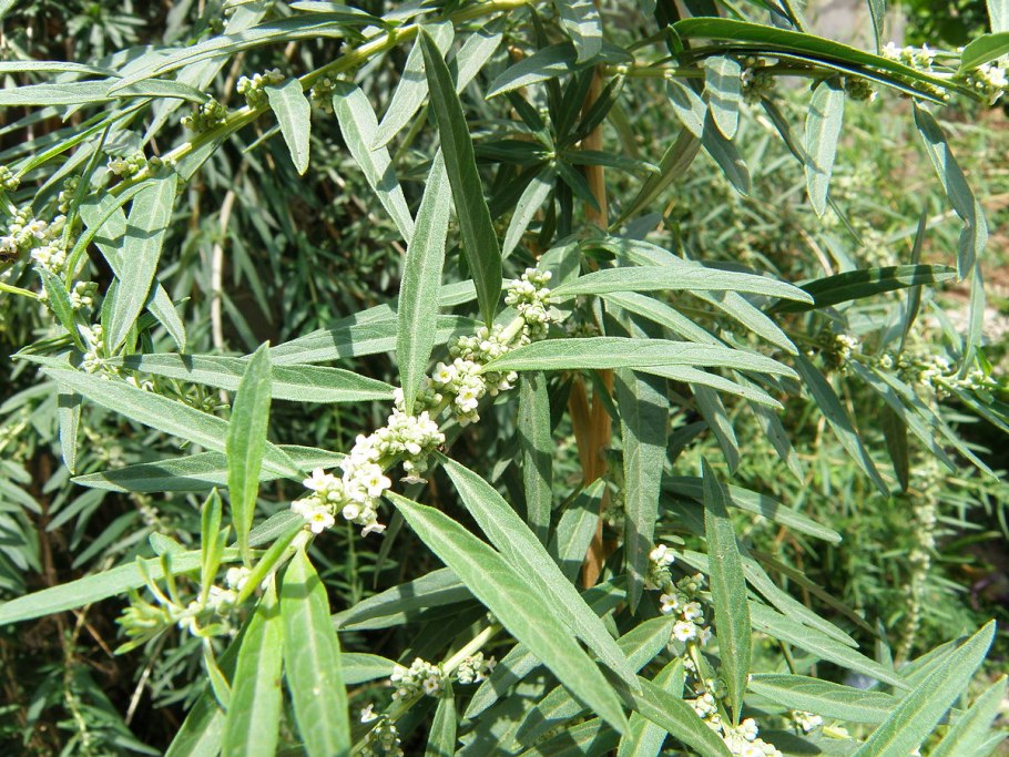 Полынь обыкновенная artemisia vulgaris