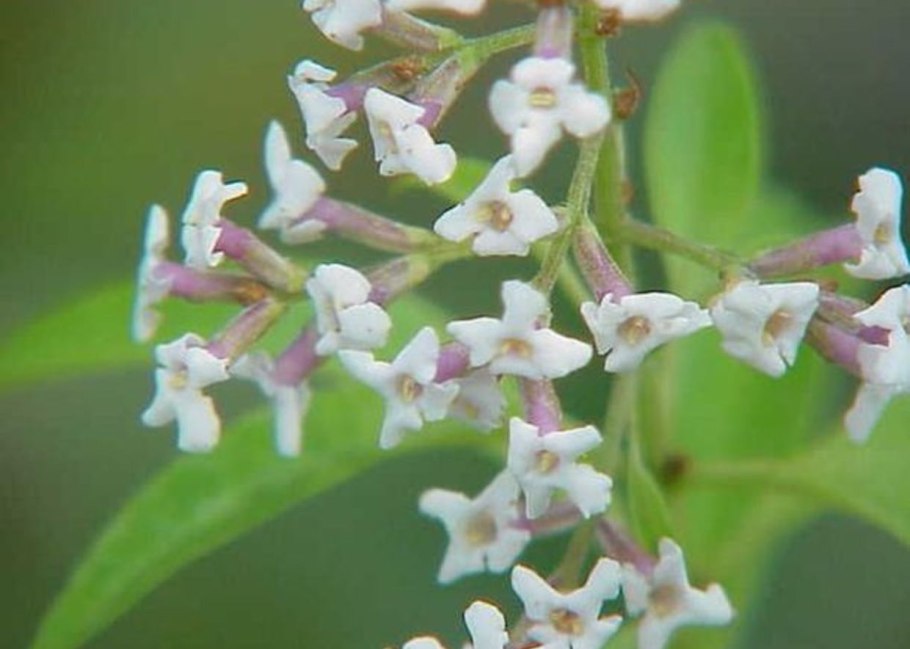 Алоизия (лимонная Вербена)