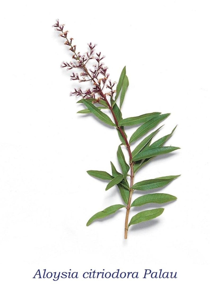 Алоизия трехлистная или Вербена лимонная