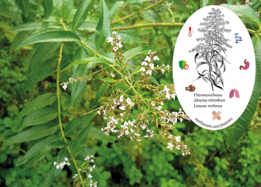 Алоизия трёхлистная