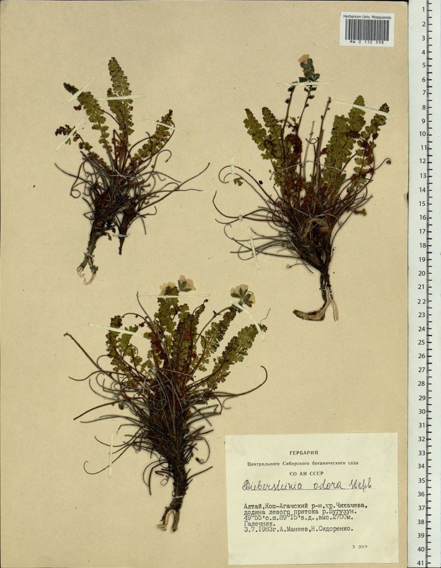 Биберштейния многораздельная