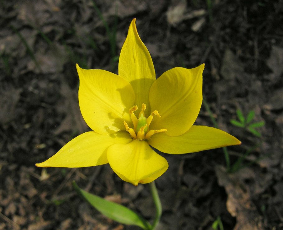 Тюльпан Биберштейна Tulipa biebersteiniana