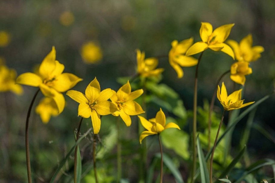 Растение Лютик ползучий