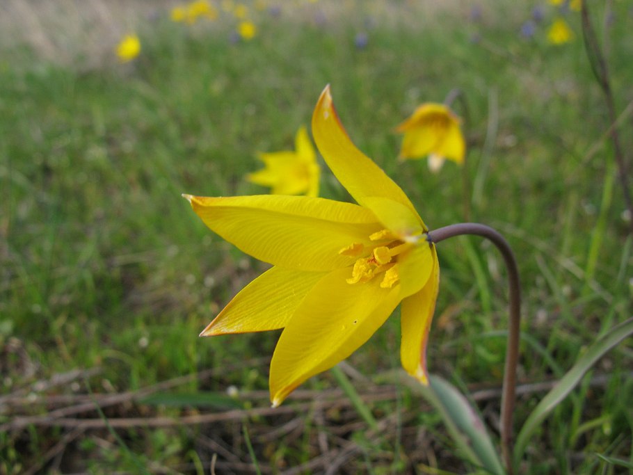 Володушка Мартьянова