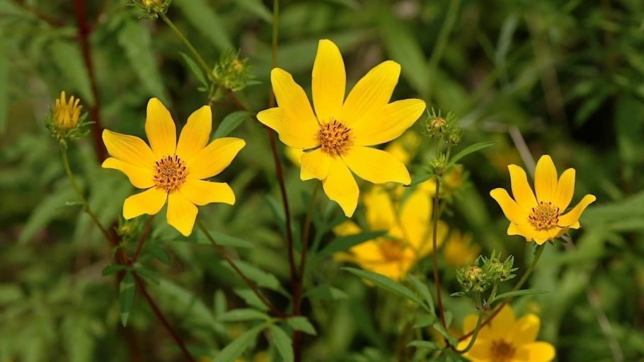 Льнянка обыкновенная Linaria vulgaris цветок