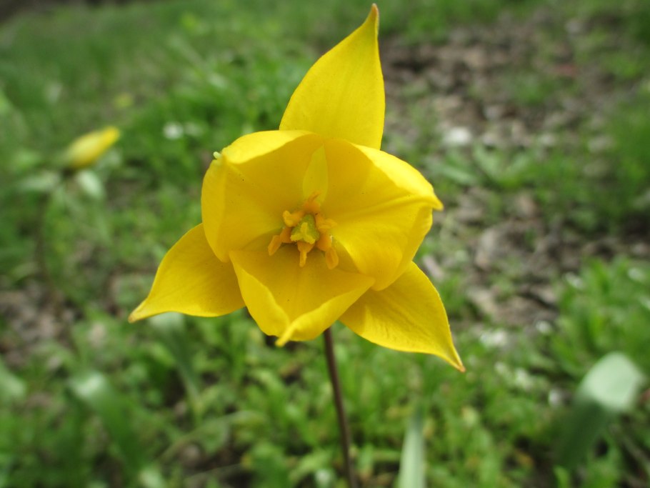 Двурядка стенная