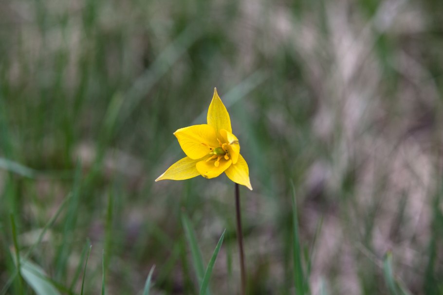 Молочай остистый