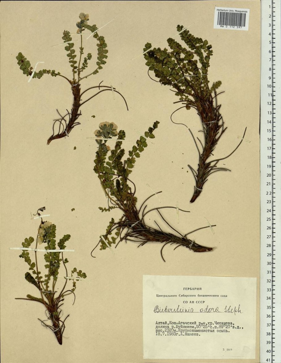 Флора Республики Тува