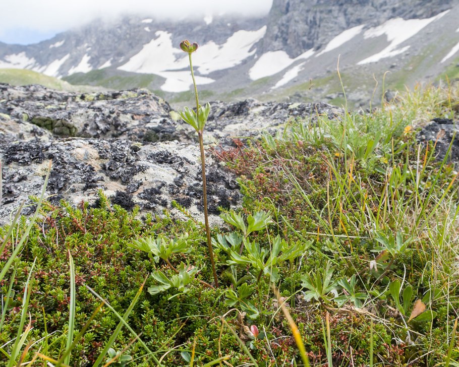 Бруния белоцветковая