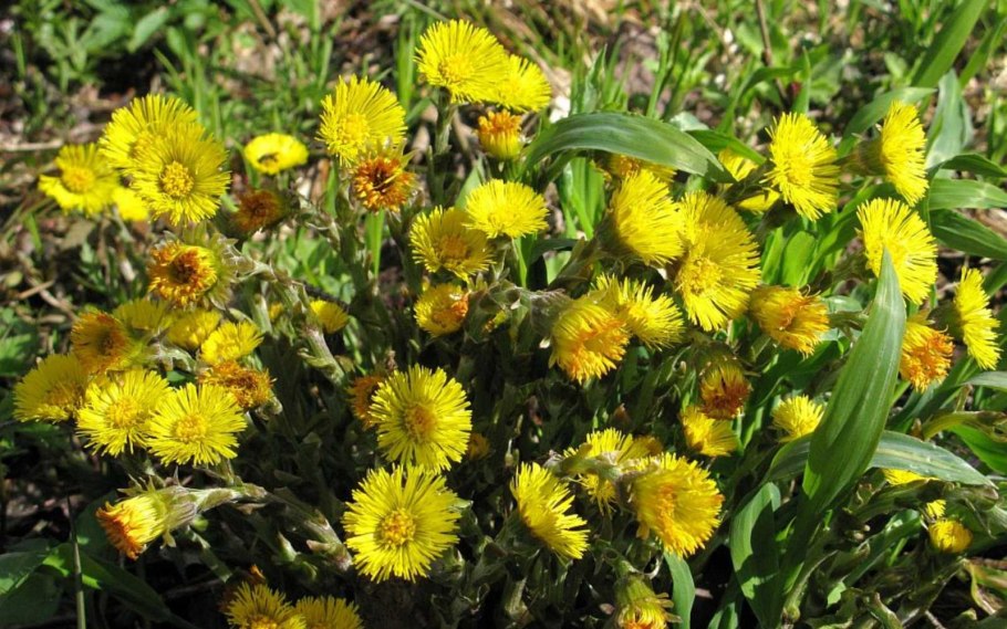 Молочай myrsinites