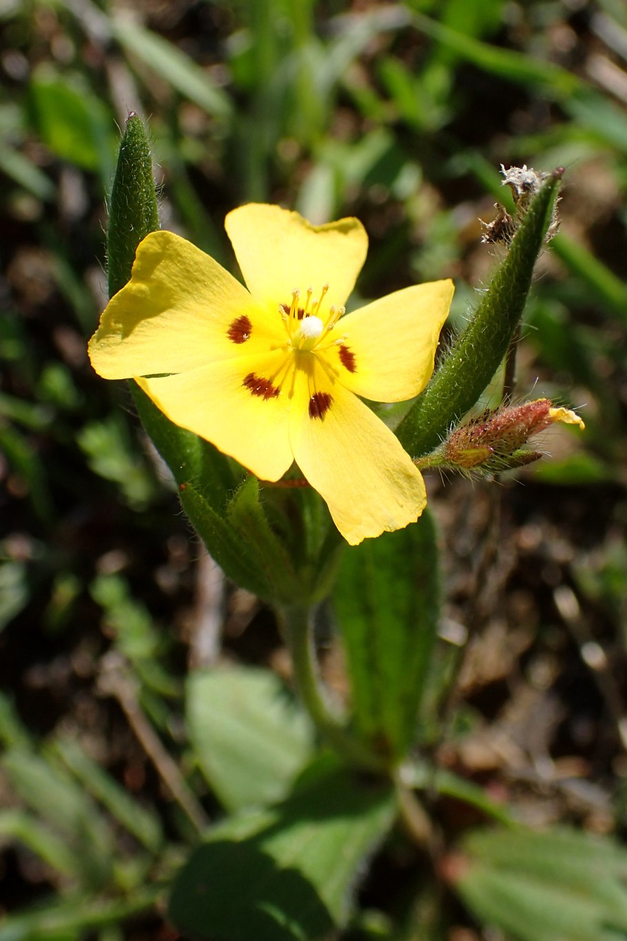 Мать и мачеха цветок