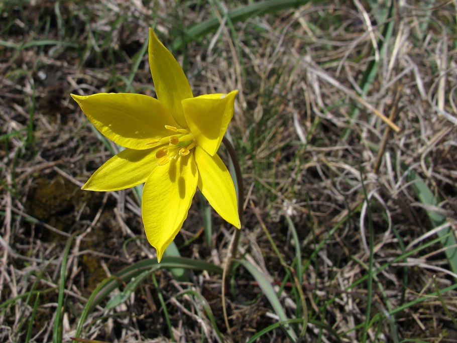 Первоцветы тюльпан Биберштейна