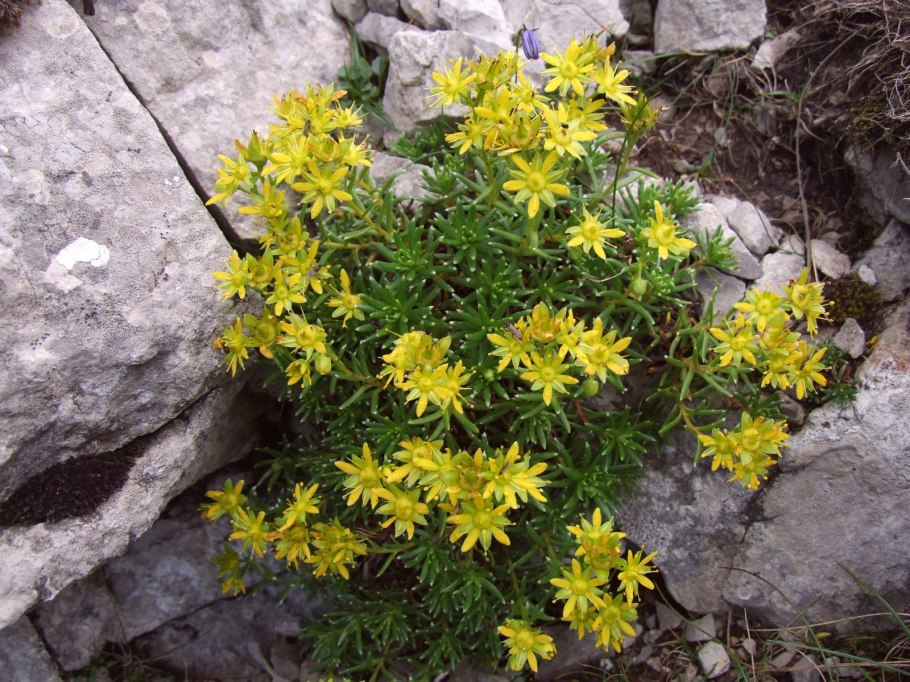 Горицвет весенний (Adonis vernalis)