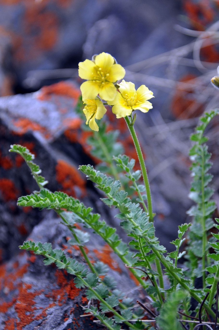 Биберштейния многораздельная