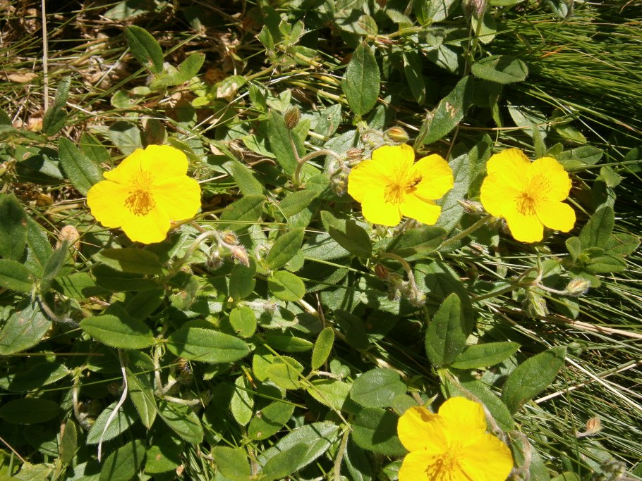 Тюльпан Биберштейна Tulipa biebersteiniana