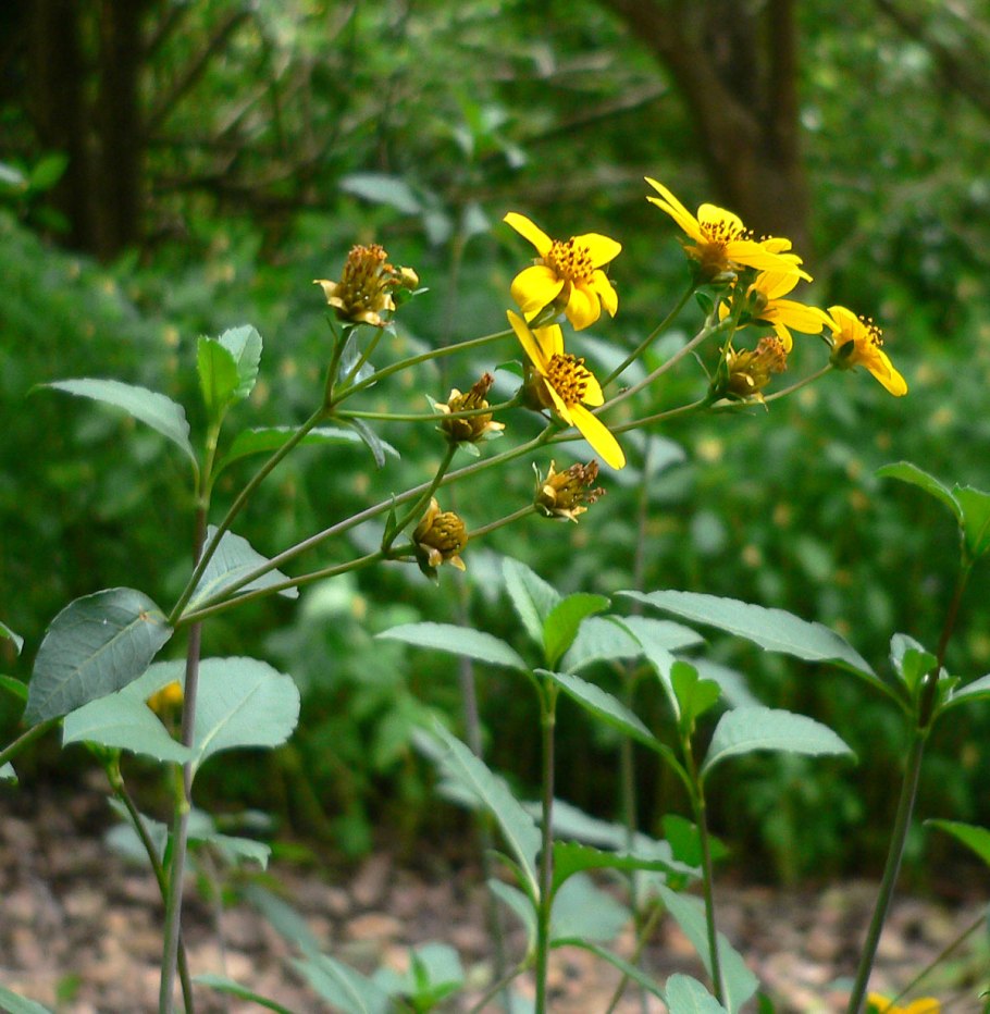 Молочай (Euphorbia)