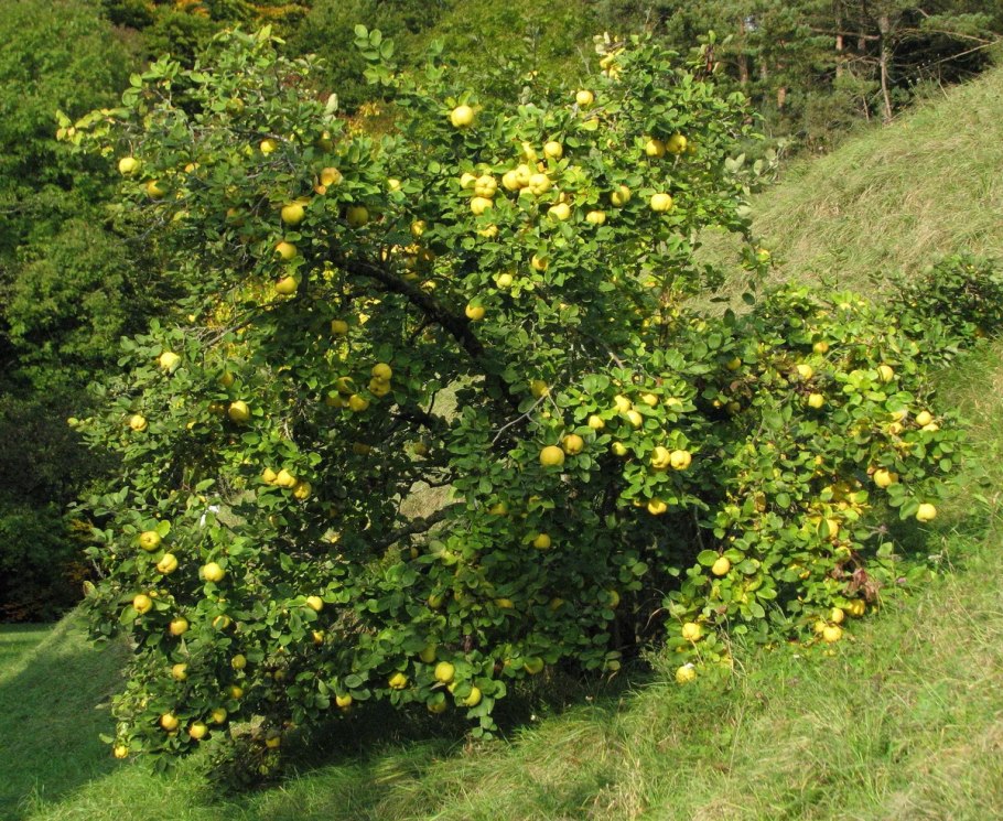 Айва обыкновенная кустарник