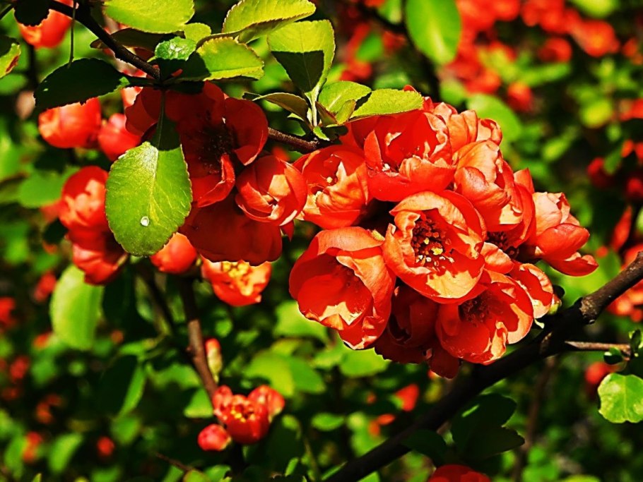 Айва (Cydonia oblonga