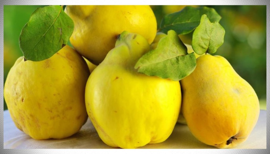 Дерево айвы фото маленьких