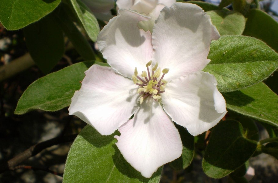 Айва Техас Скарлет