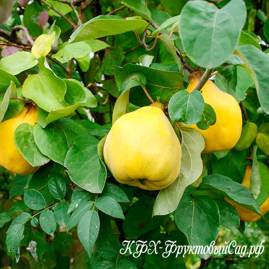 Айва грушевидная дерево