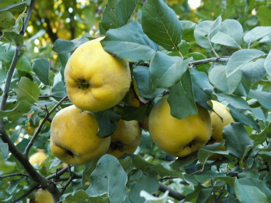 Айва дерево