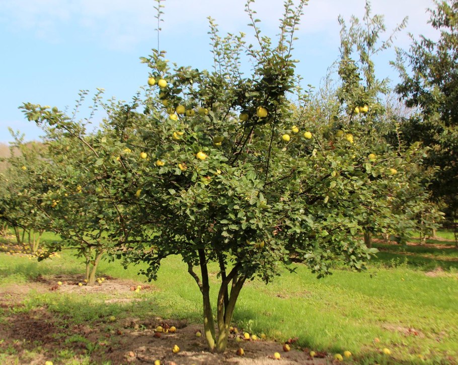 Айва обыкновенная Leskovacka