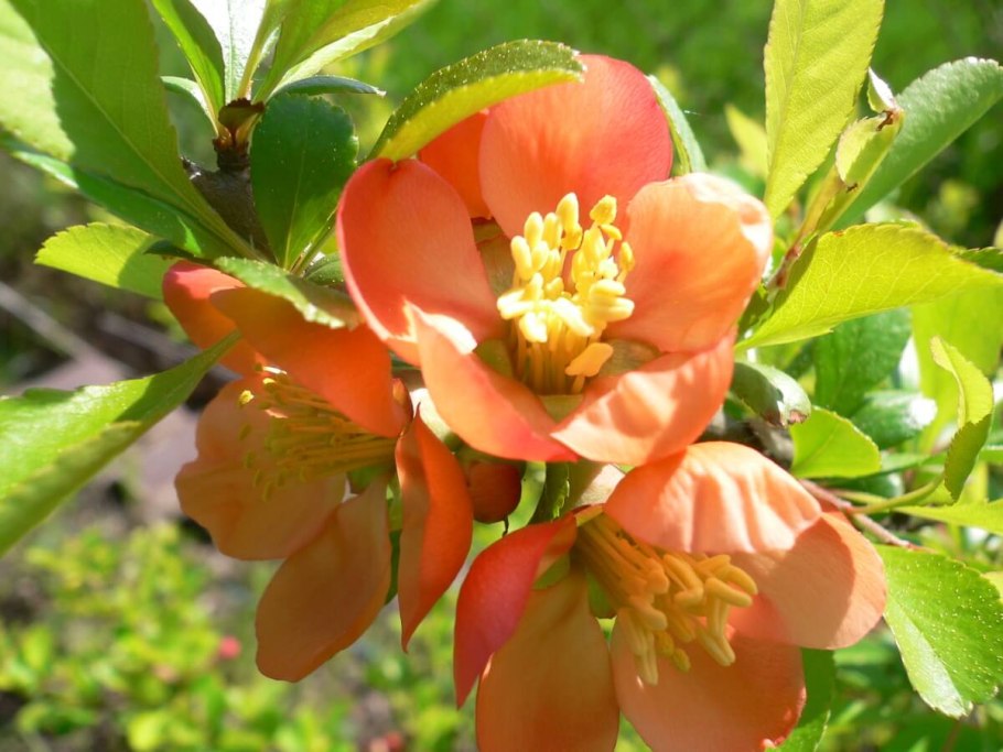 Айва обыкновенная куст