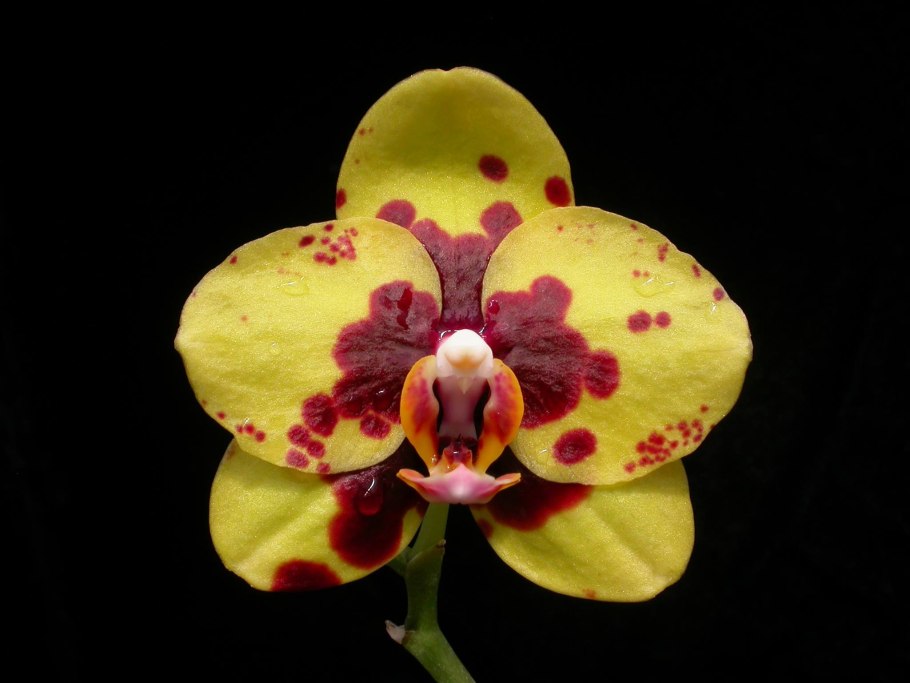 Phal. Corningiana