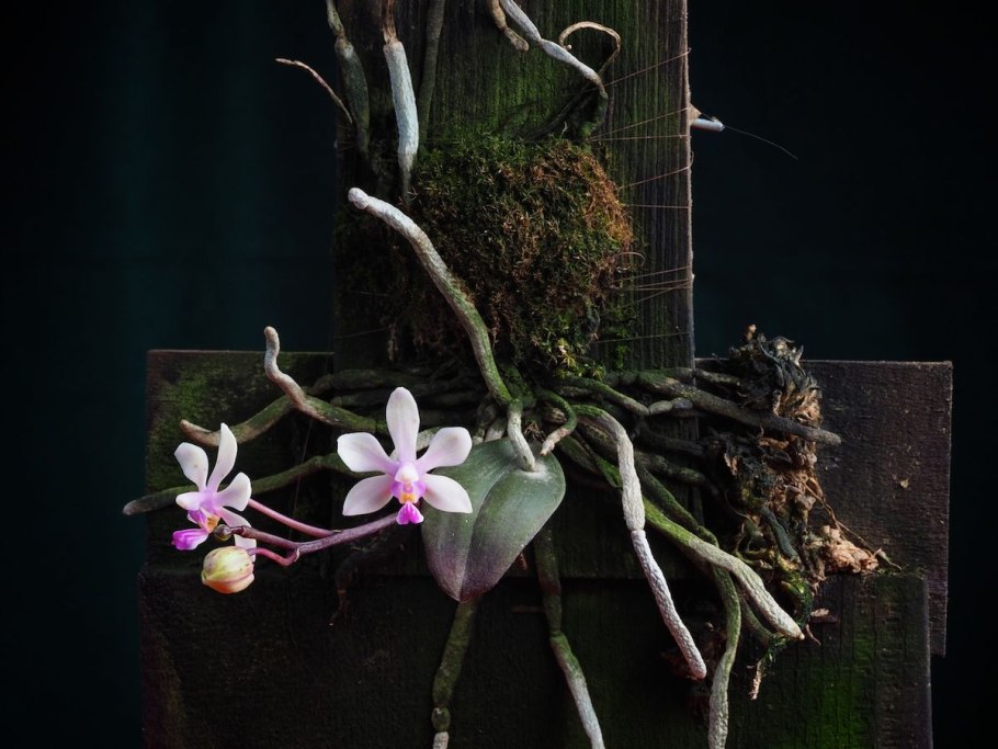 Phalaenopsis philippinensis x wilsonii