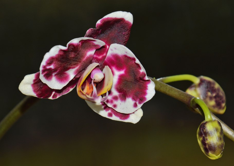 Орхидея Phalaenopsis Manila