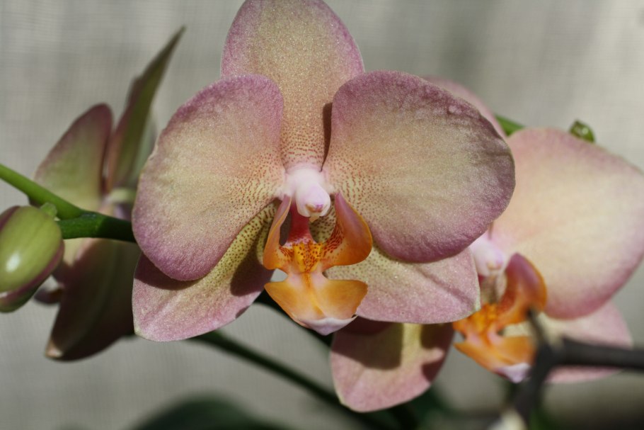 Phalaenopsis lindenii