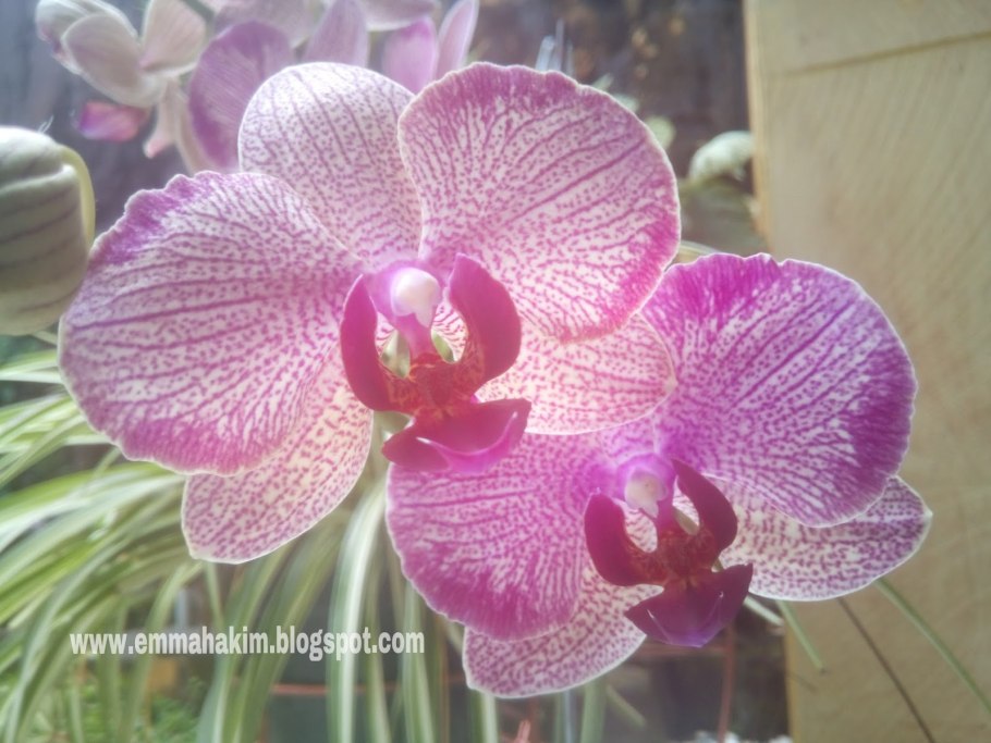 Орхидея Phalaenopsis Dazzle