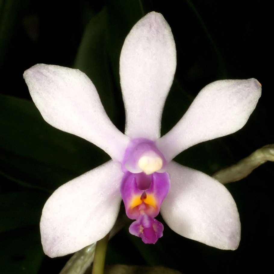 Phal. Wilsonii