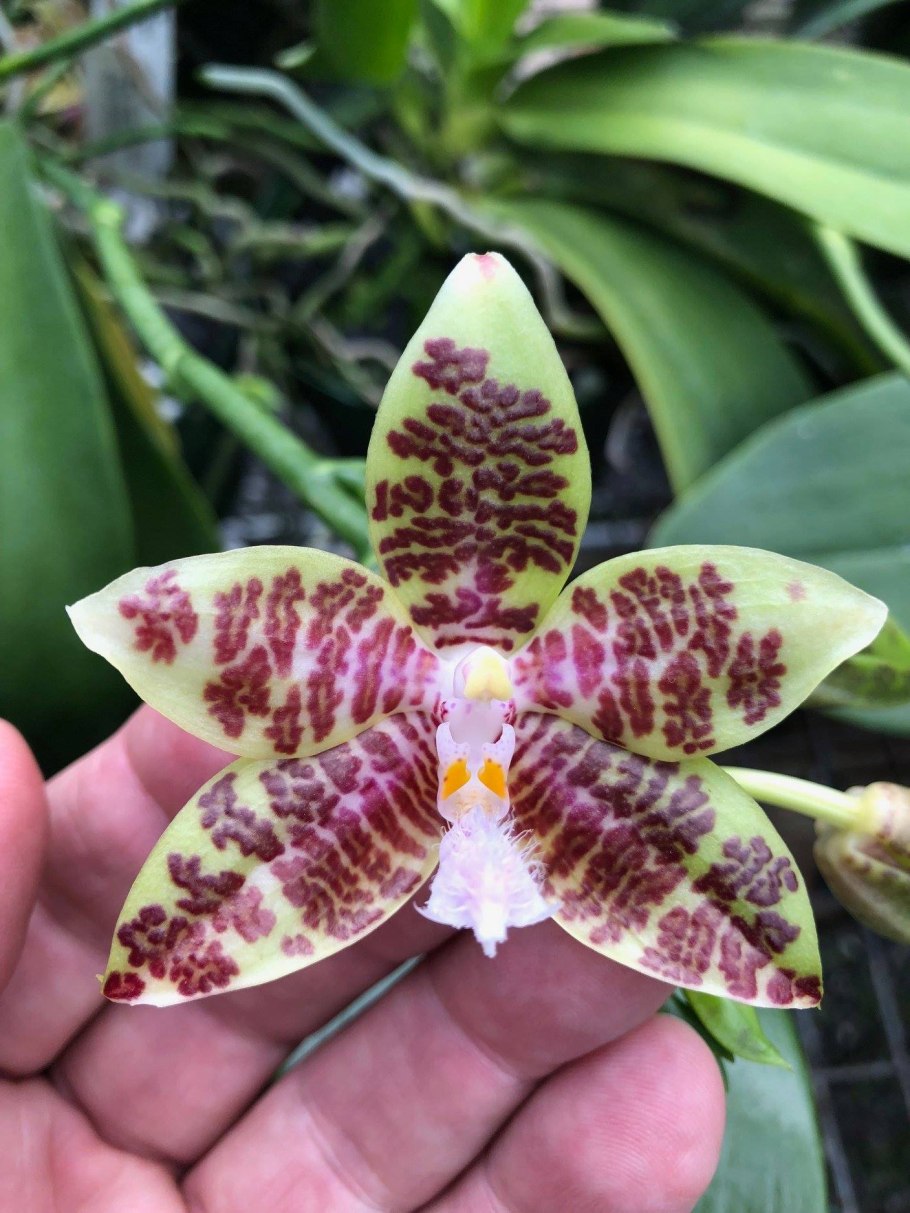 Phalaenopsis equestris rosea