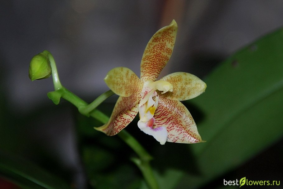 Орхидея Phalaenopsis Manila