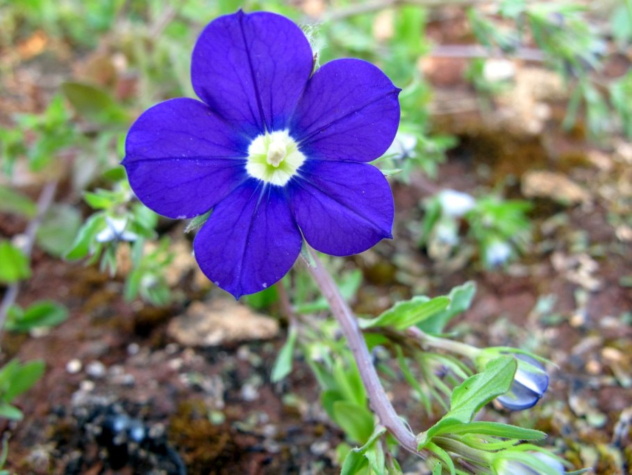 Legousia speculum-Veneris