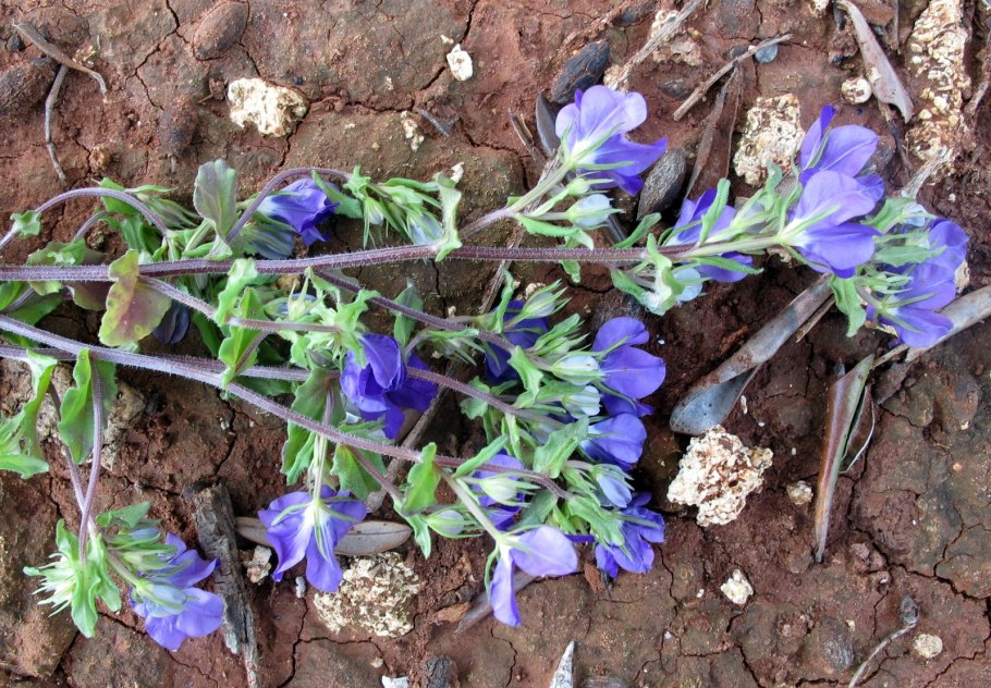 Цветок Легузия