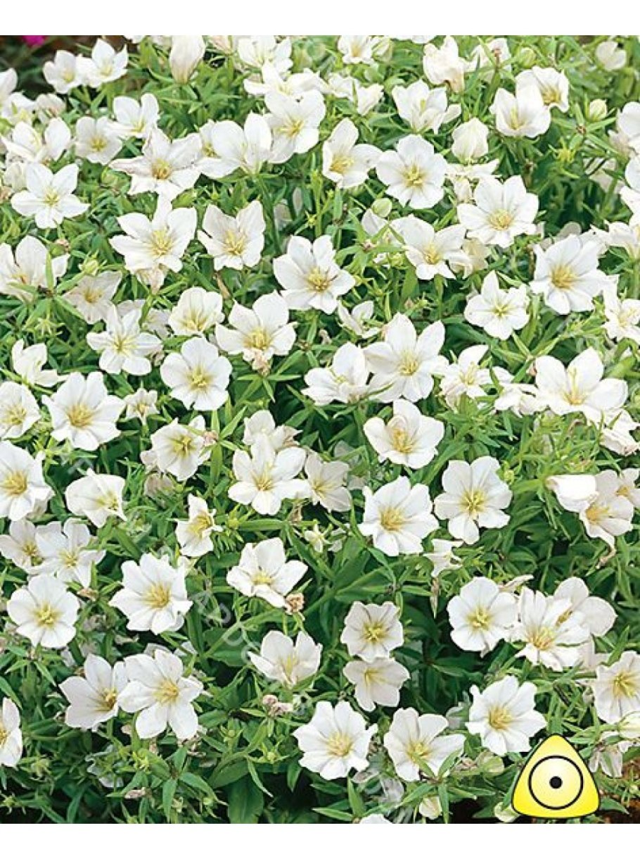 Легузия Скворцова