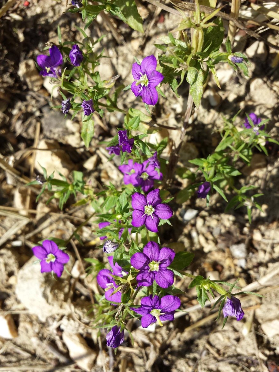 Легузия Скворцова