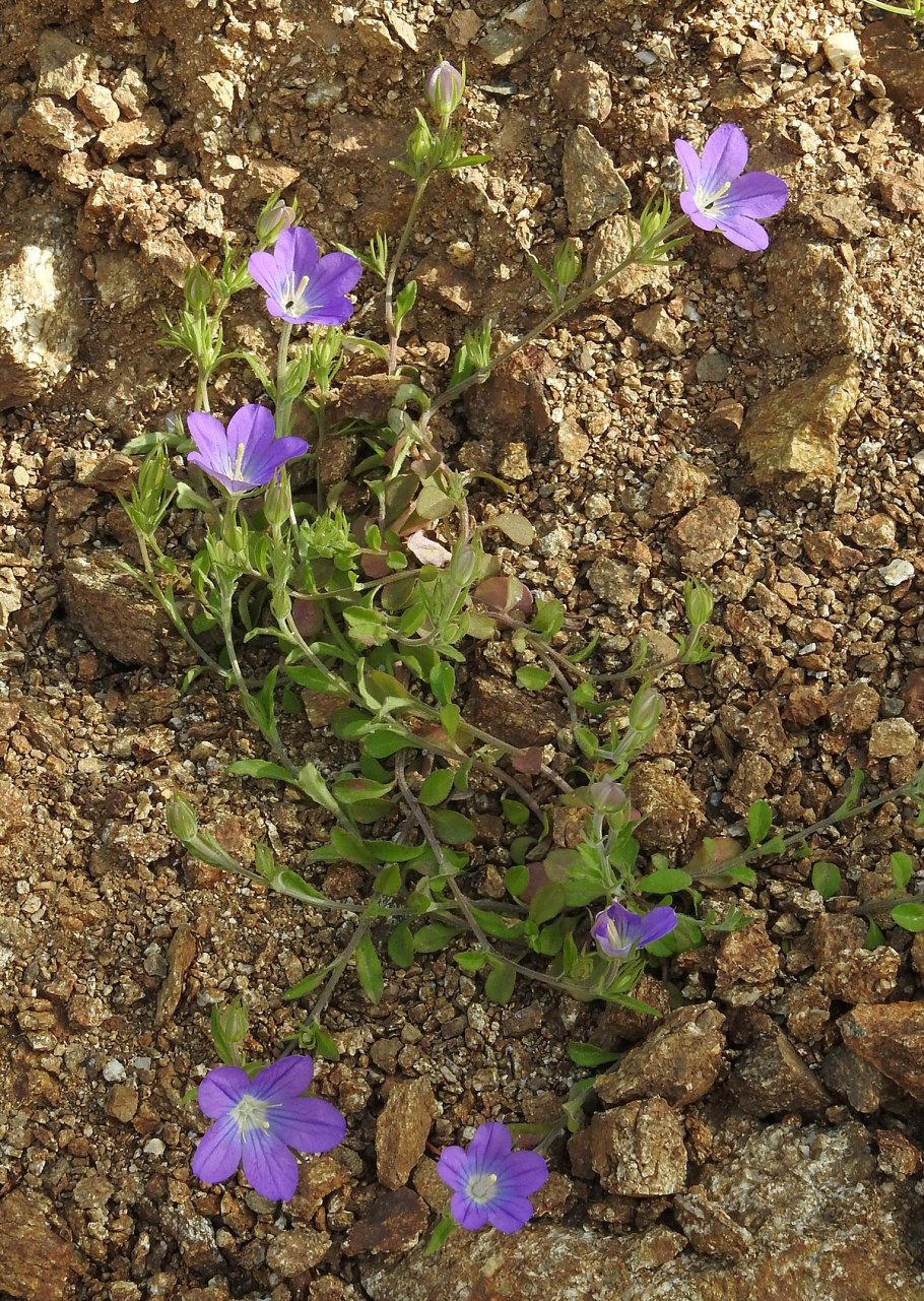 Зеркало Венеры цветок
