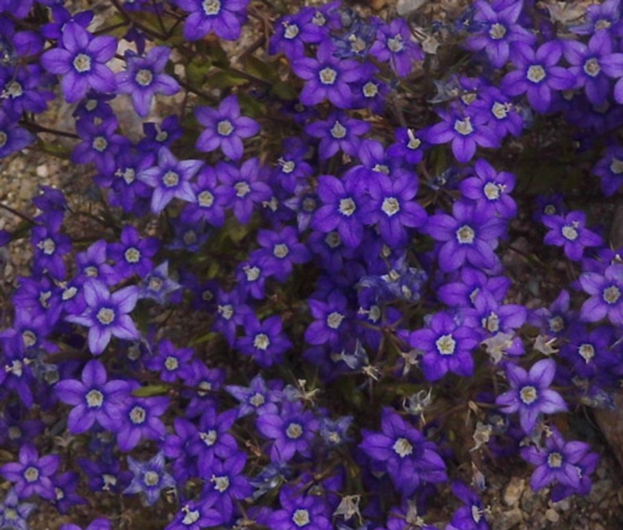 Легузия зеркало Венеры синяя